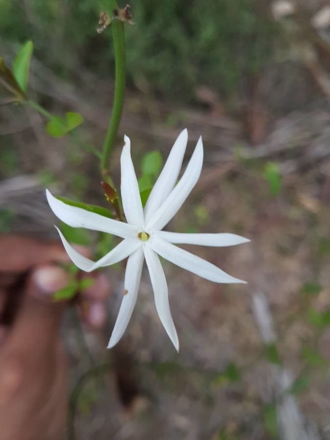 Jasminum malabaricum flower