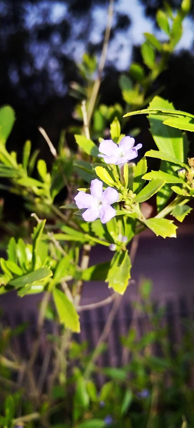 Freylinia tropica — related species from the same genus