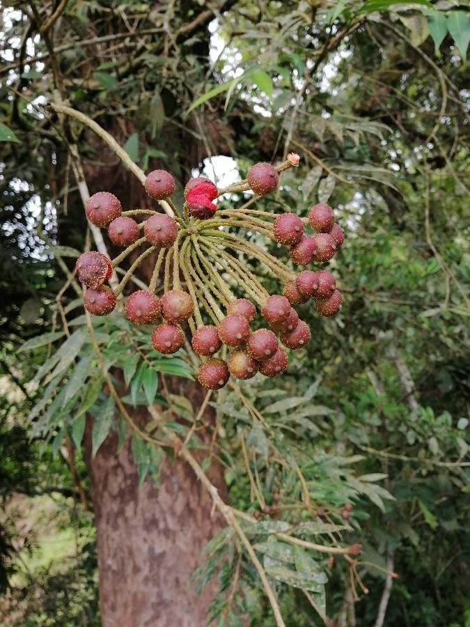Marcgravia brownei — related species from the same genus