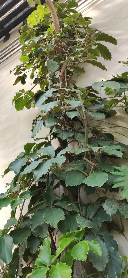 Tetrastigma voinierianum habit