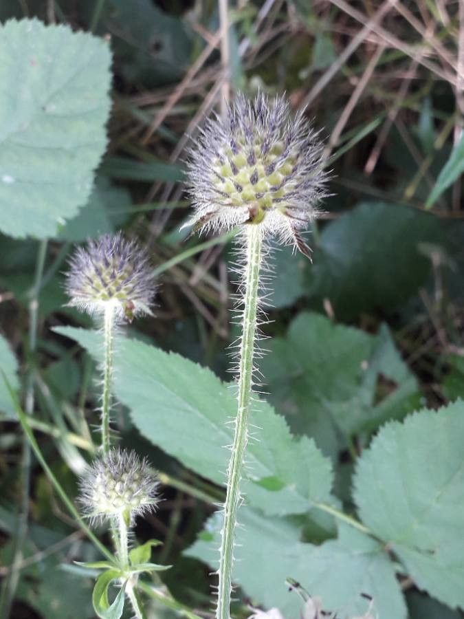 Dipsacus pilosus fruit