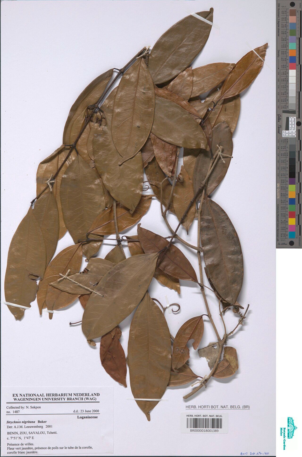 Strychnos nigritana — houseplant care guide