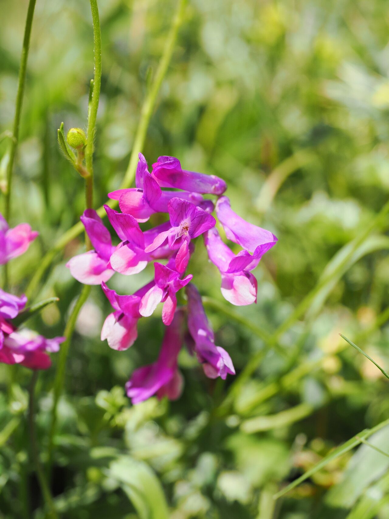 Vicia alpestris flower