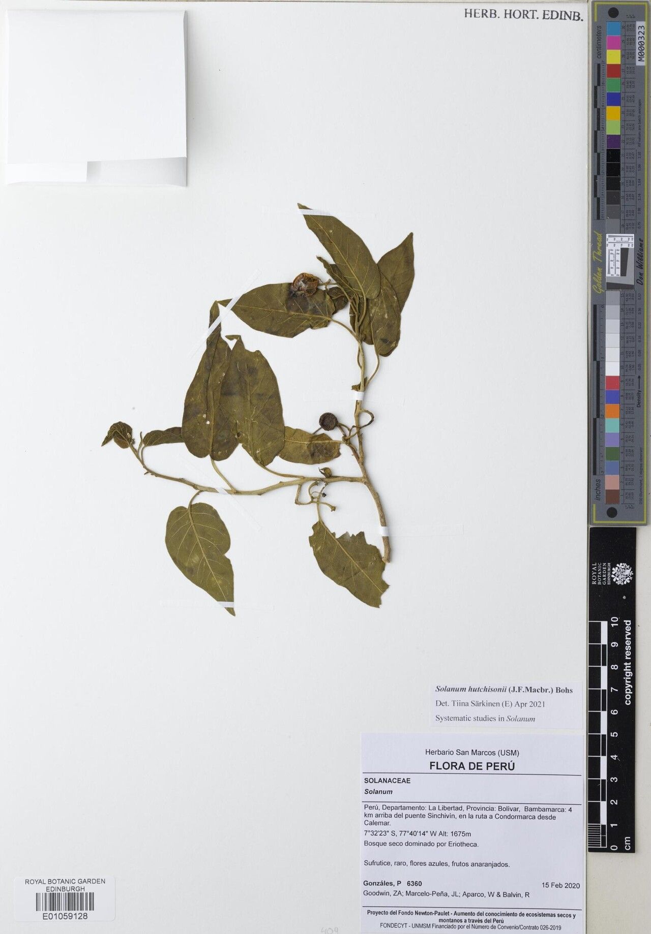 Solanum hutchisonii — houseplant care guide