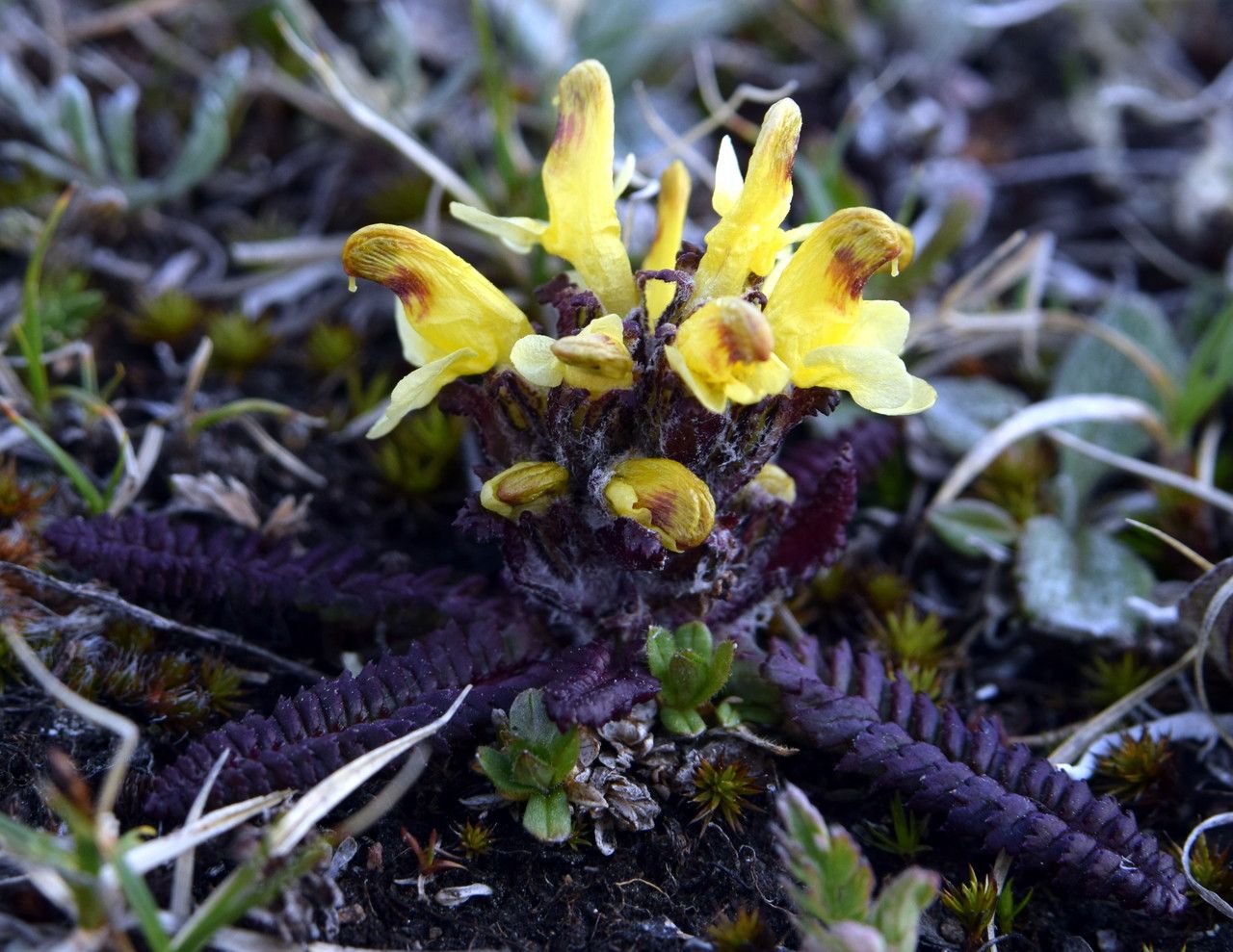 Pedicularis oederi bark