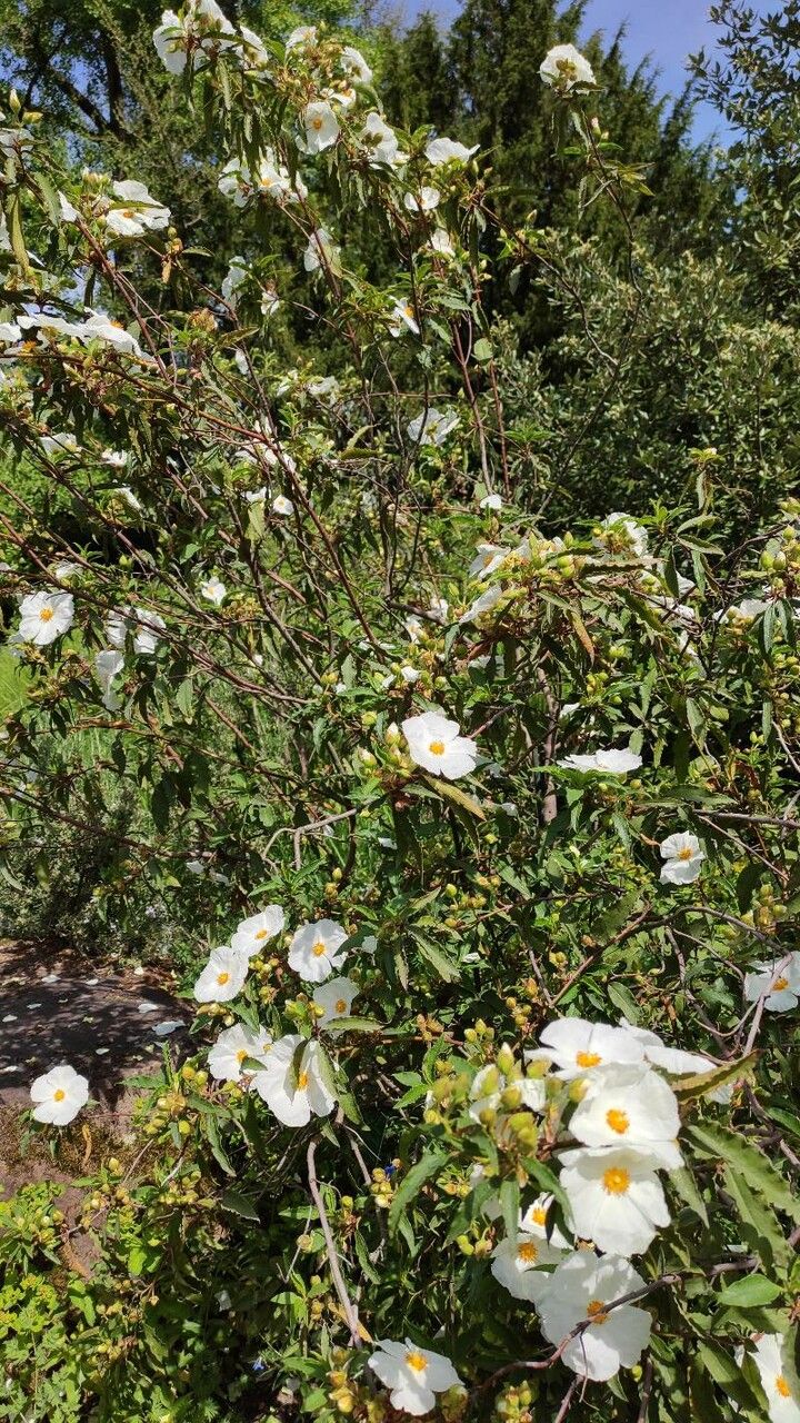 Cistus × aguilari habit