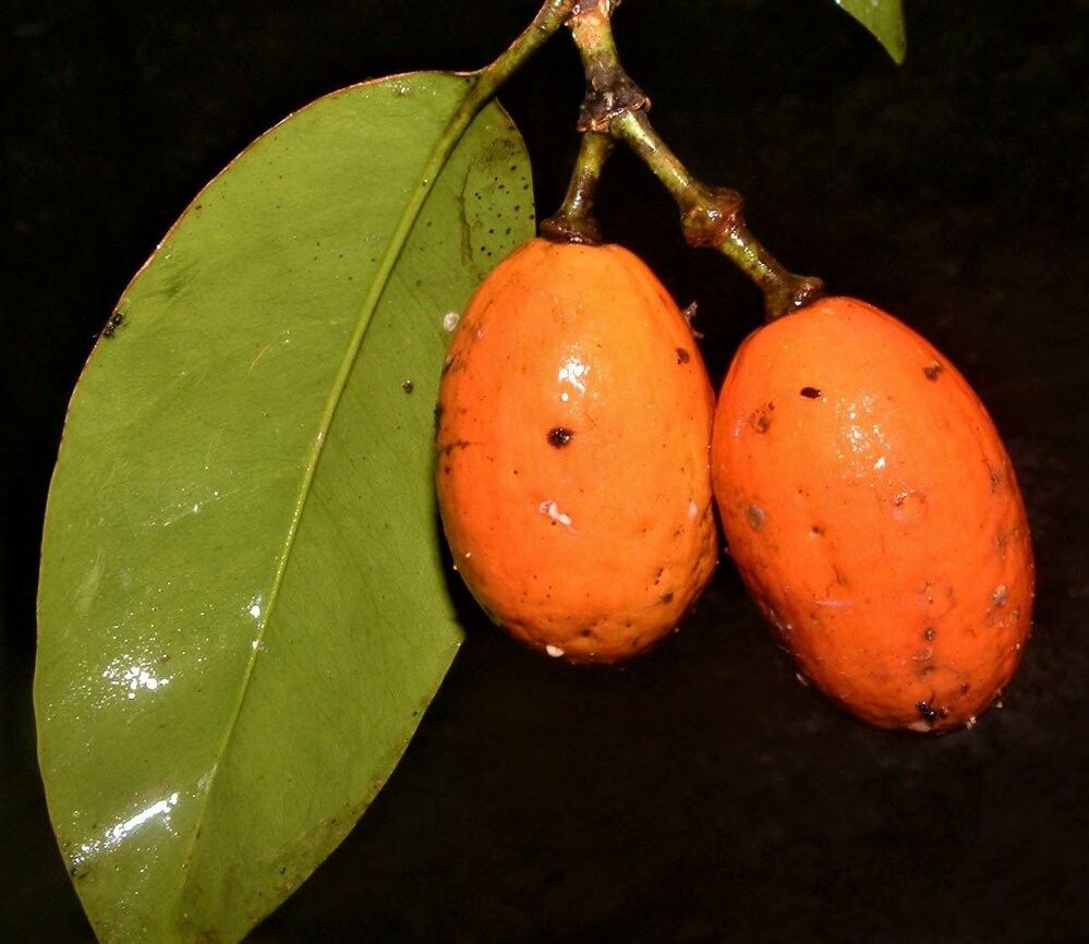 Gnetum nodiflorum — houseplant care guide