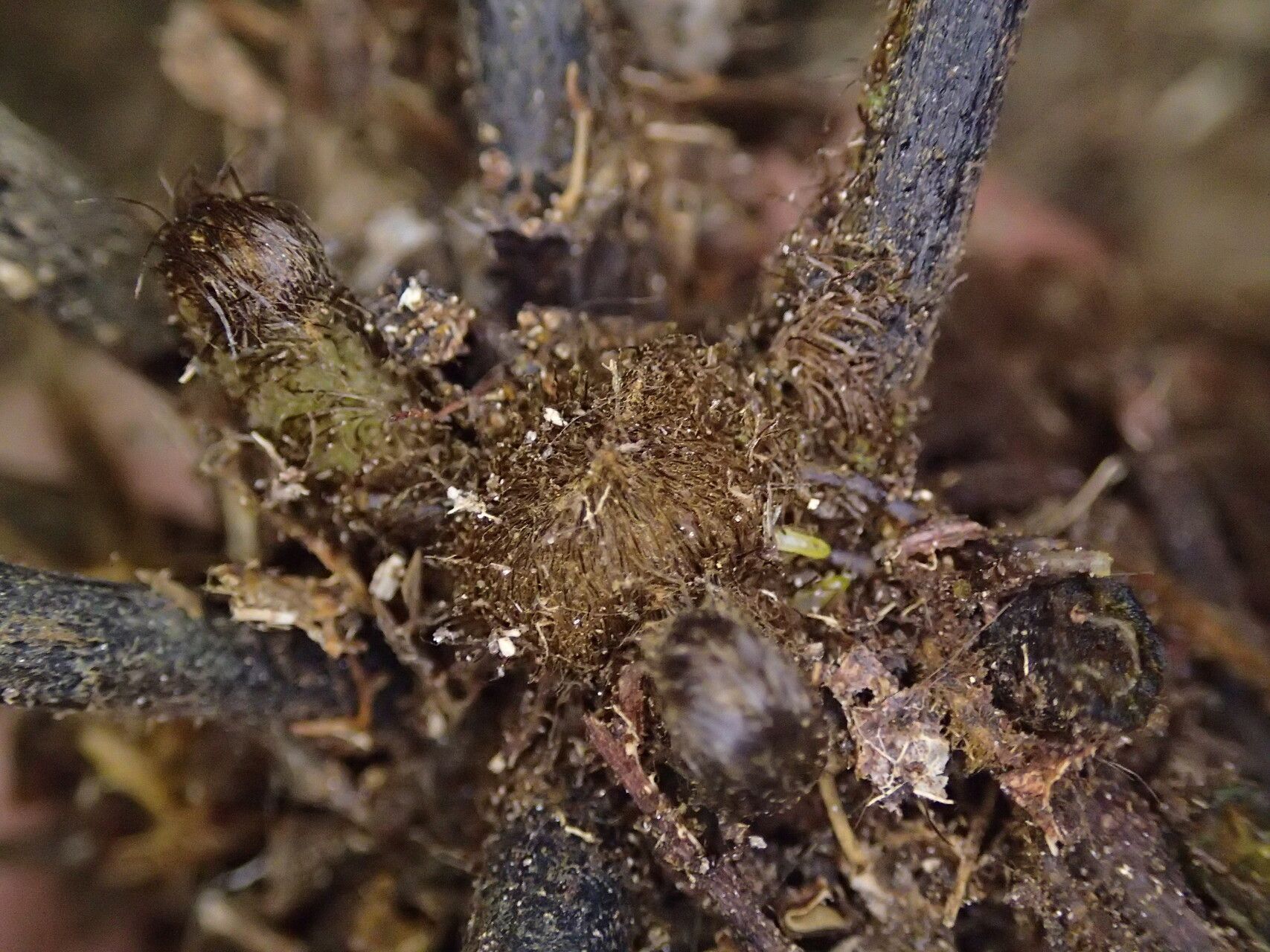 Pteris atrovirens other