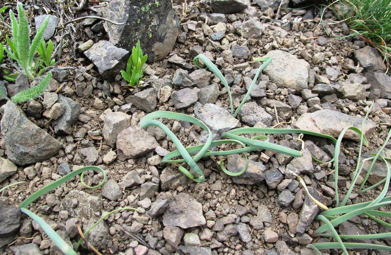Allium crenulatum habit