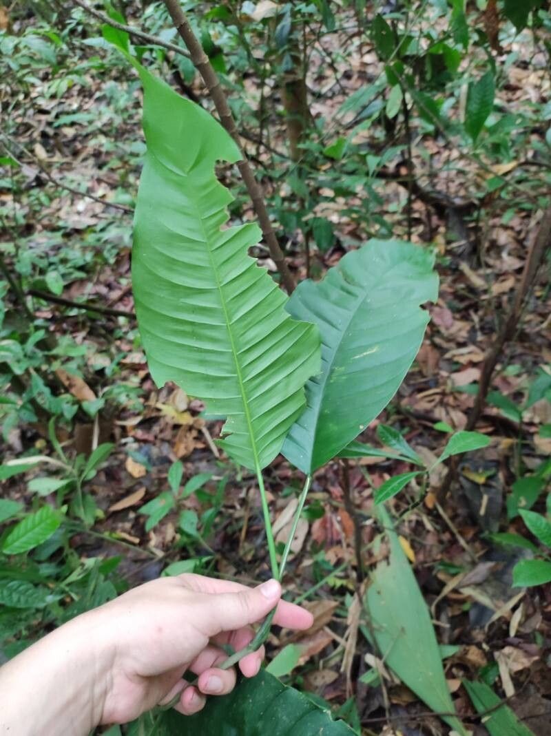 Philodendron inaequilaterum — pet friendly houseplant