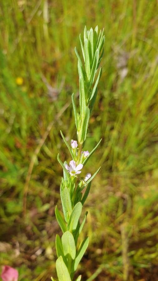 Lythrum thymifolium — search result for 'Lythrum'