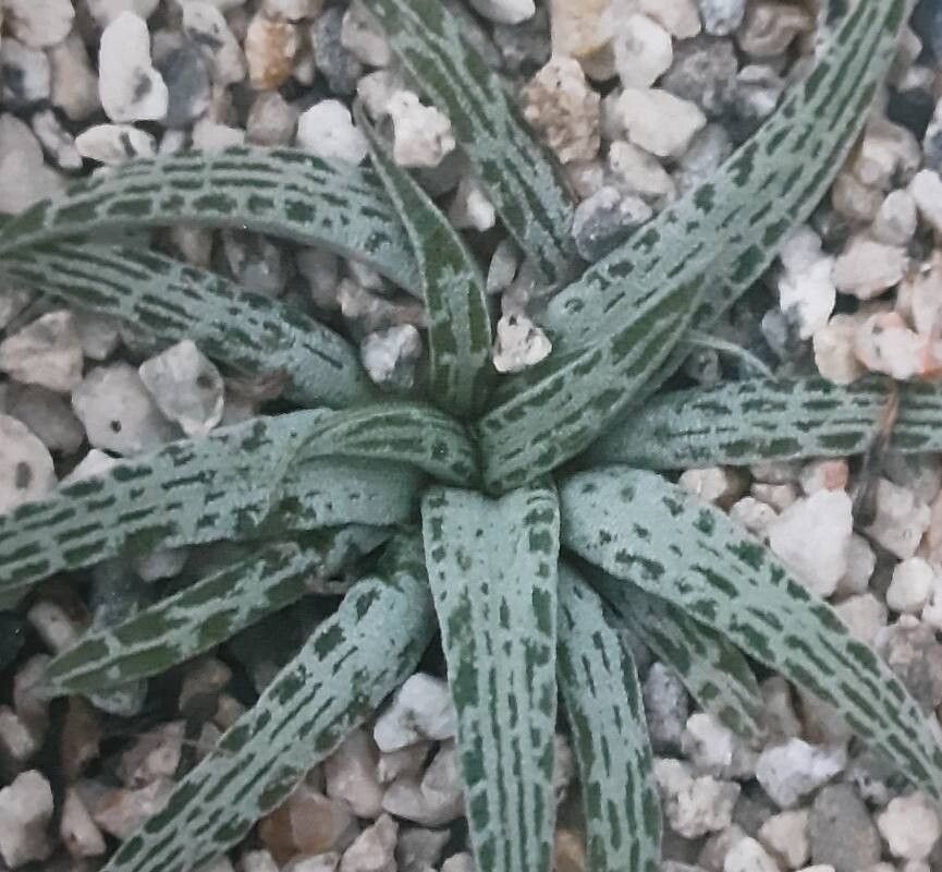 Bulbine alveolata — related species from the same genus