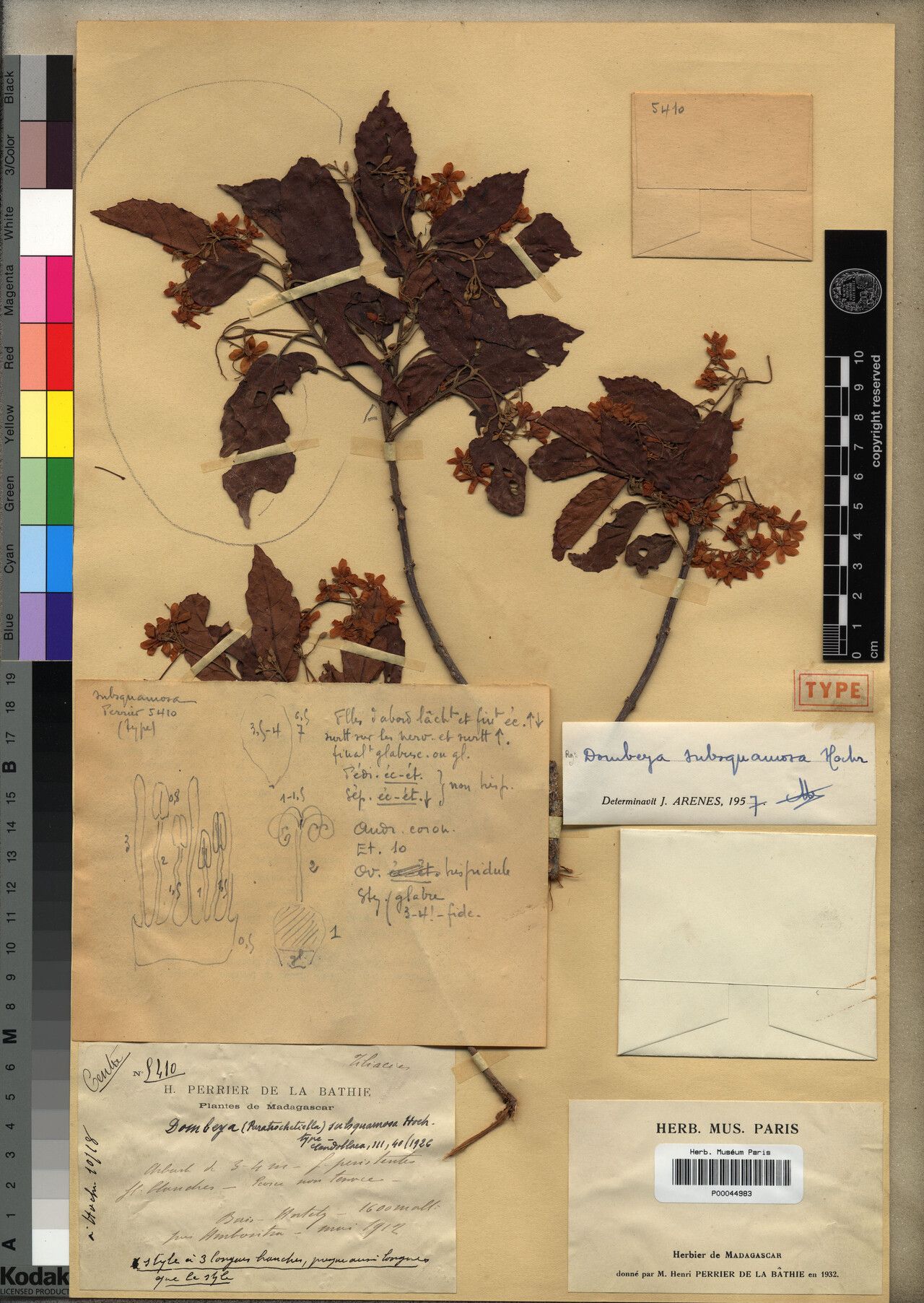 Dombeya subsquamosa — houseplant care guide