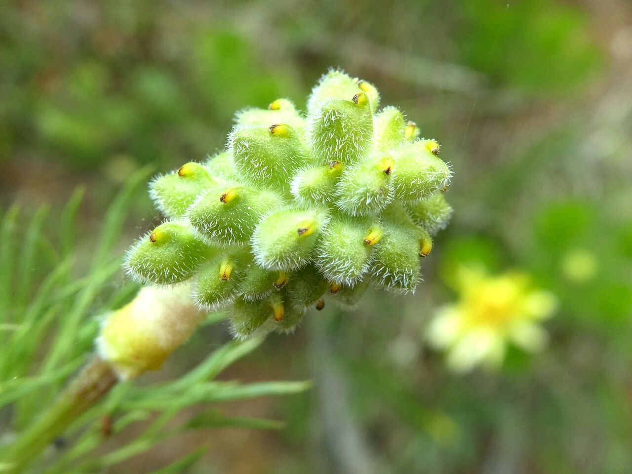 Adonis vernalis fruit
