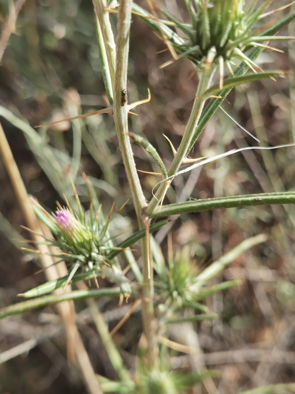 Ptilostemon stellatus leaf