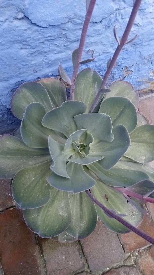 Echeveria gigantea — difficulty difficulty houseplant
