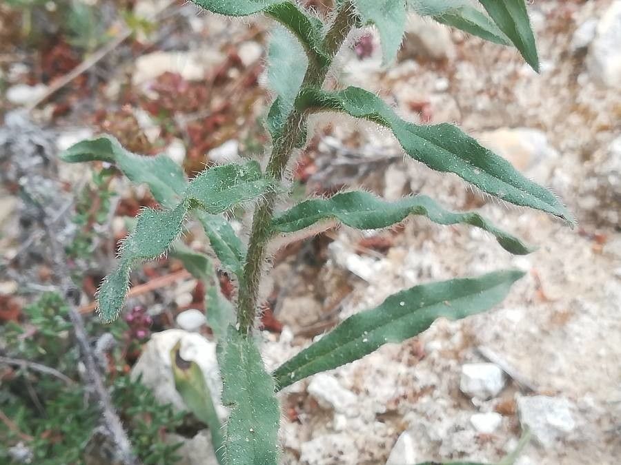 Nonea erecta — related species from the same genus