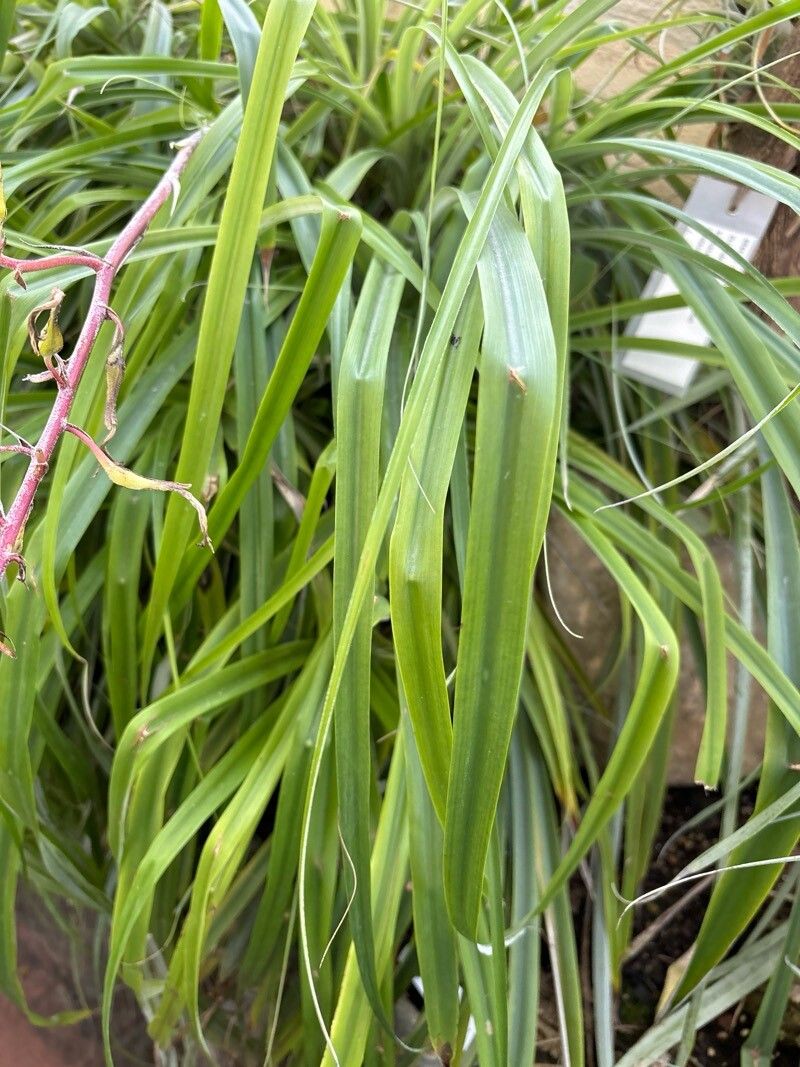 Pitcairnia breedlovei — related species from the same genus