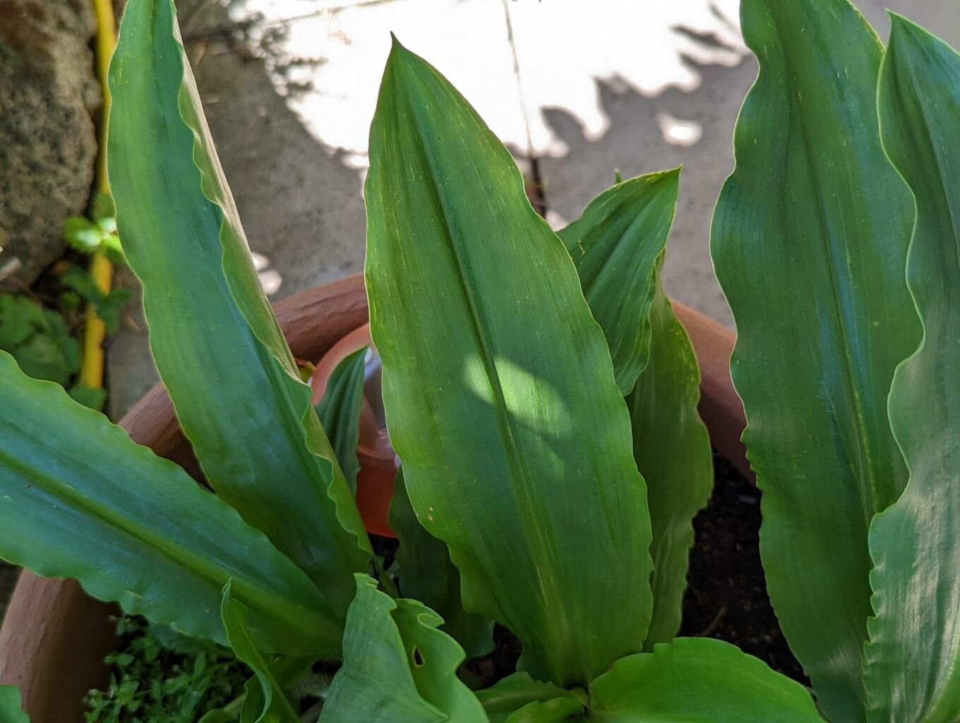 Scadoxus multiflorus leaf