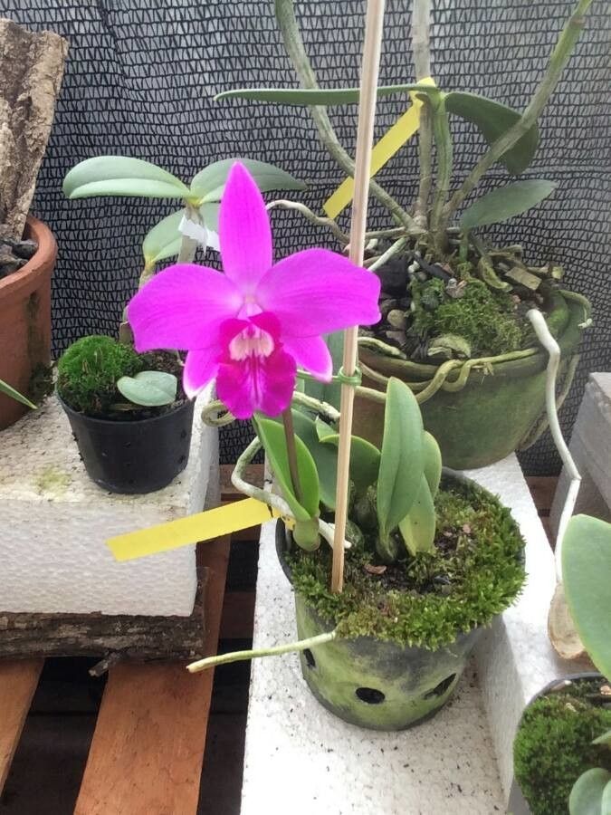 Cattleya sincorana flower
