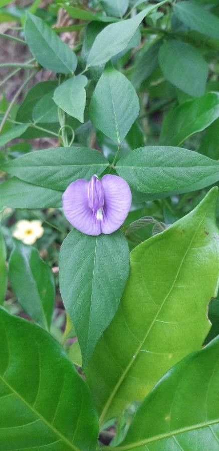 Centrosema virginianum flower