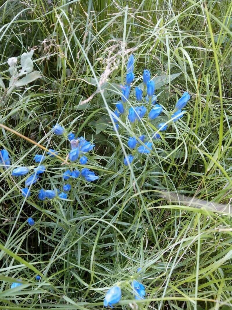 Delphinium leroyi flower