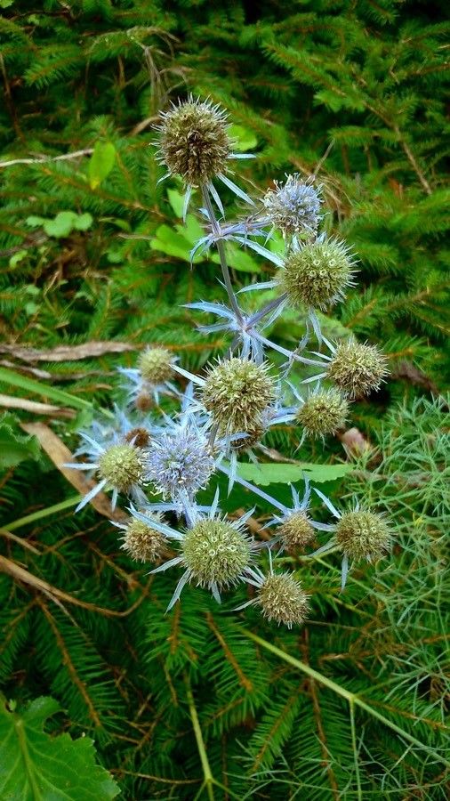 Eryngium bourgatii fruit