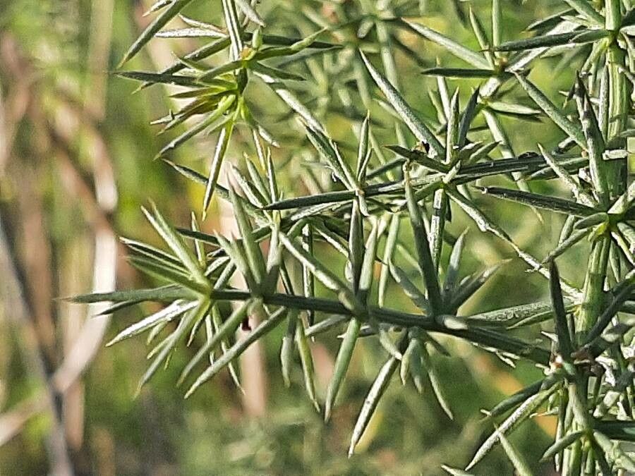 Asparagus aphyllus leaf