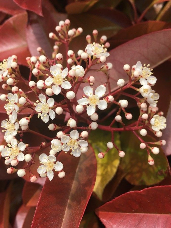 Nectandra purpurea — search result for 'Nectandra'