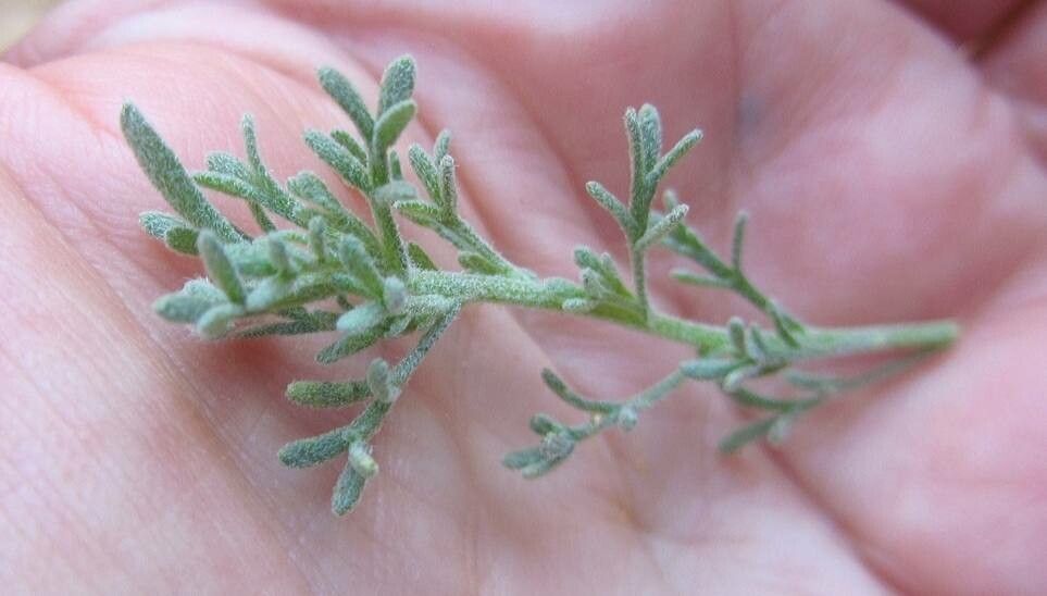 Brocchia cinerea leaf