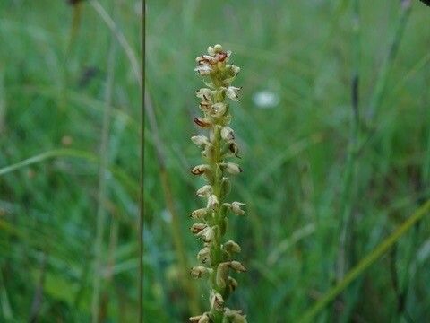 Herminium monorchis fruit