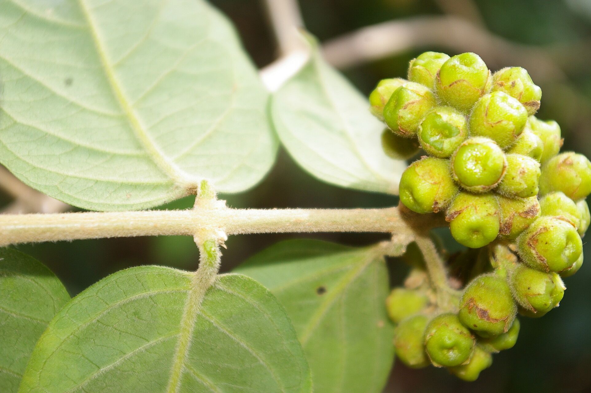 Aegiphila deppeana leaf