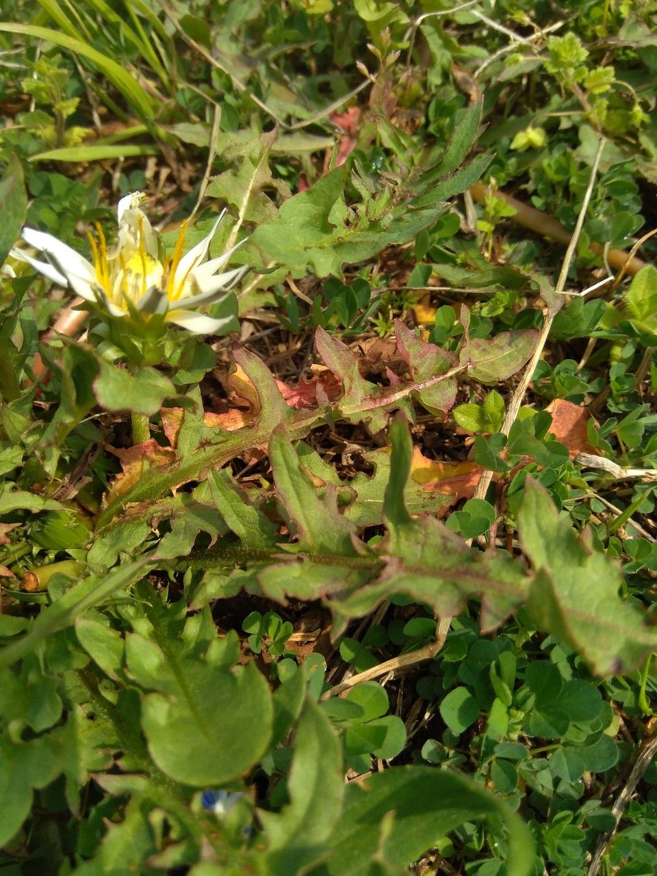 Taraxacum albidum leaf