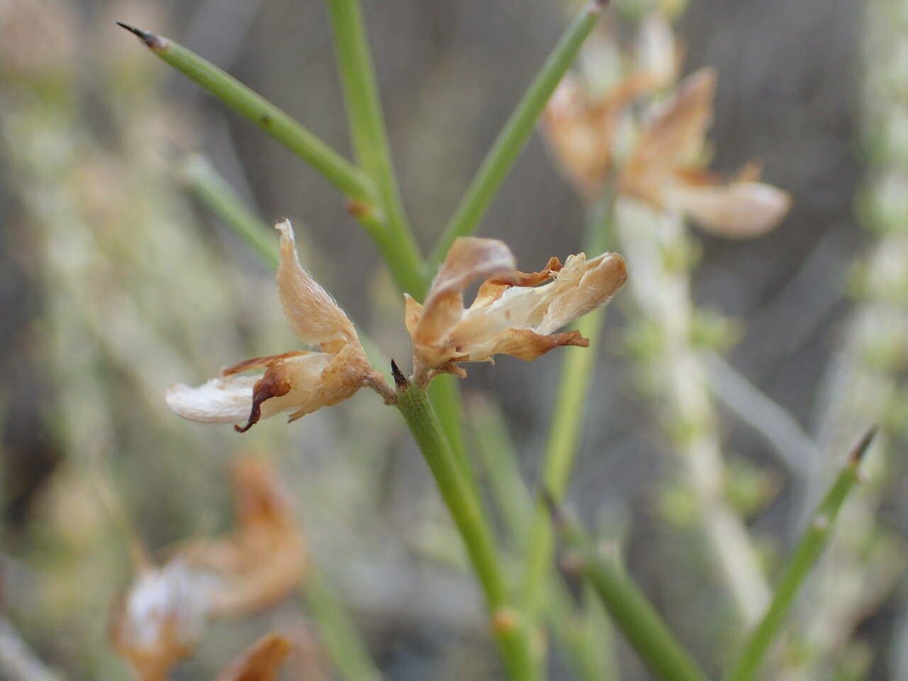 Genista acanthoclada fruit