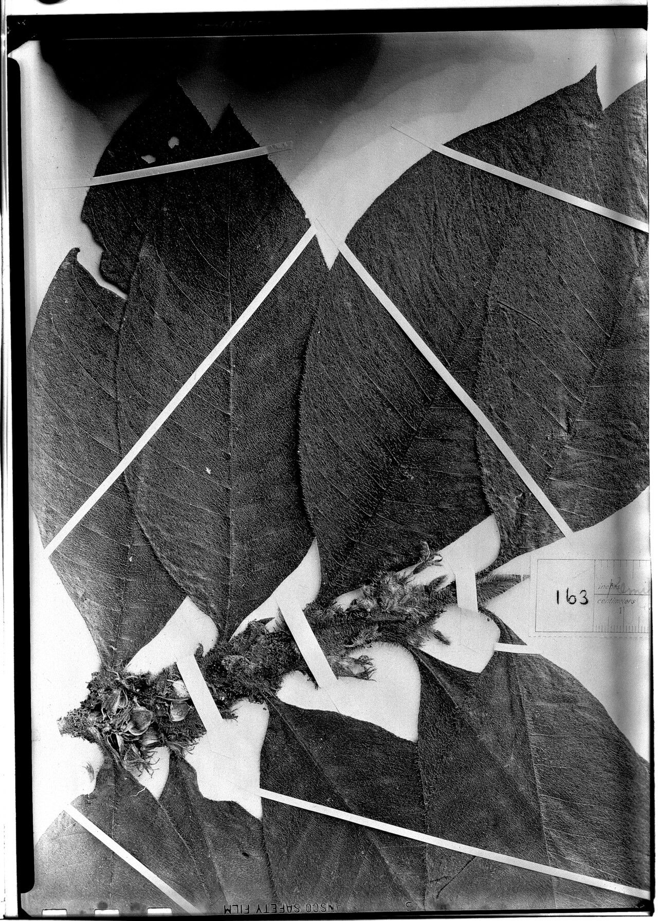 Remijia glomerata — related species from the same genus