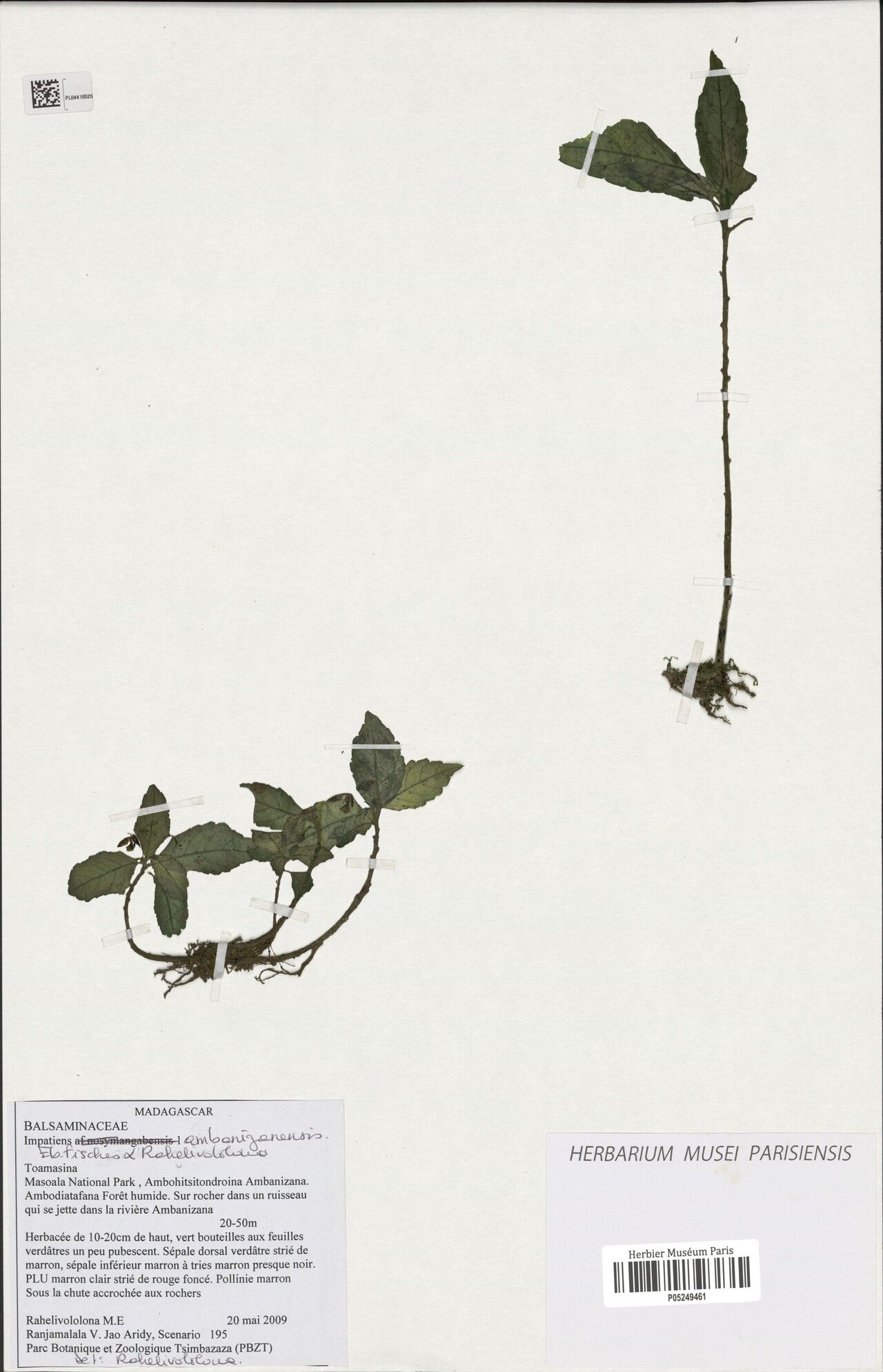 Impatiens ambanizanensis — houseplant care guide