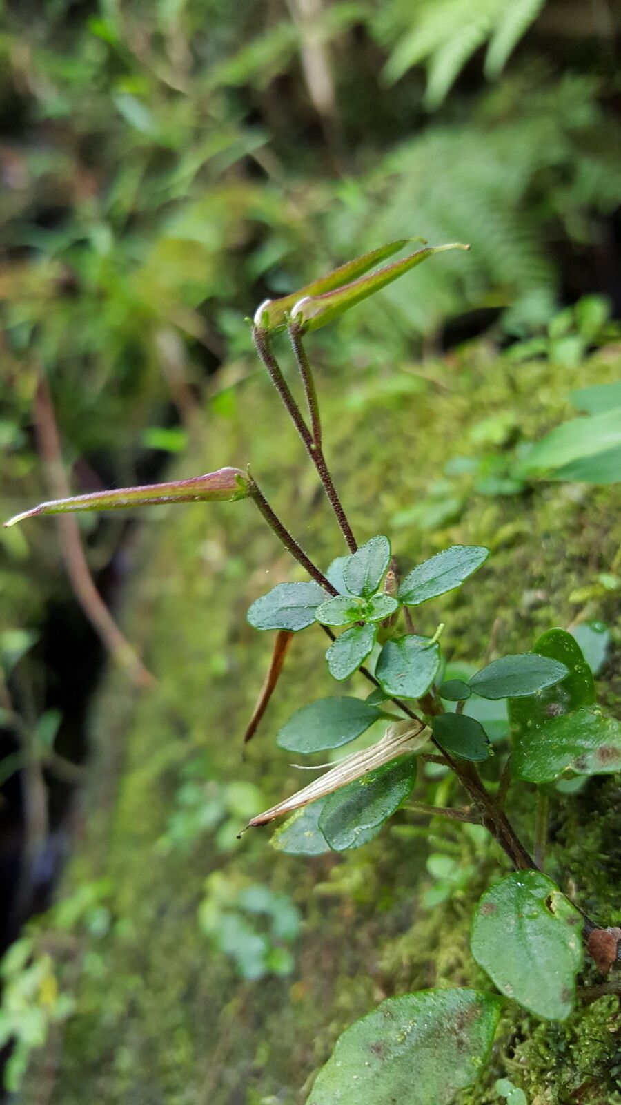 Streptocarpus madagascaricus — search result for 'Streptocarpus'
