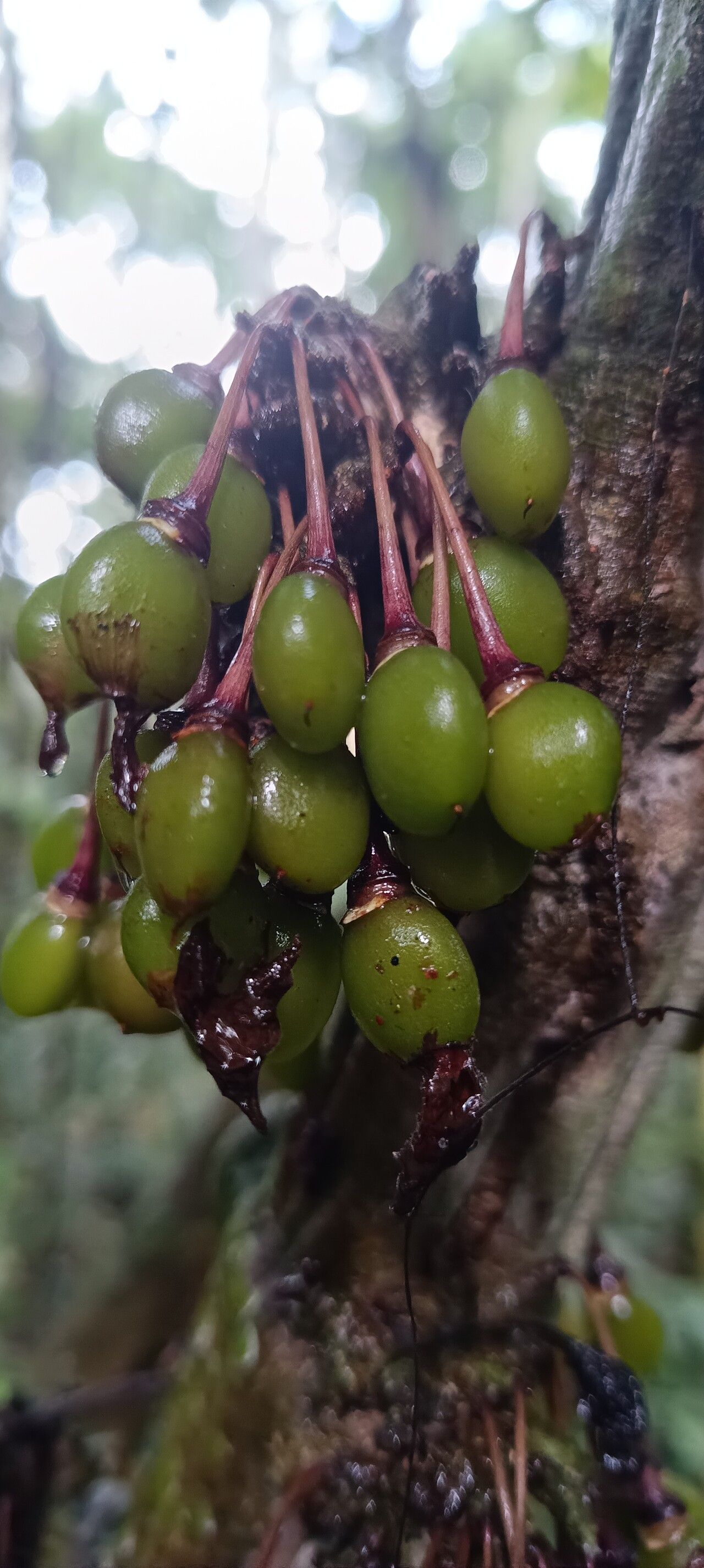Mendoncia lindaviana fruit
