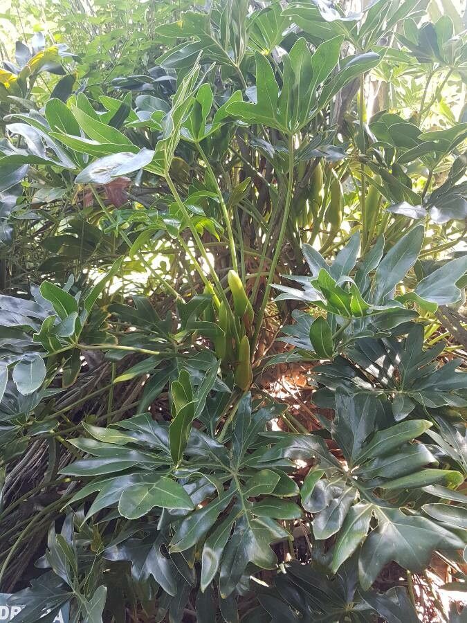 Philodendron adamantinum habit