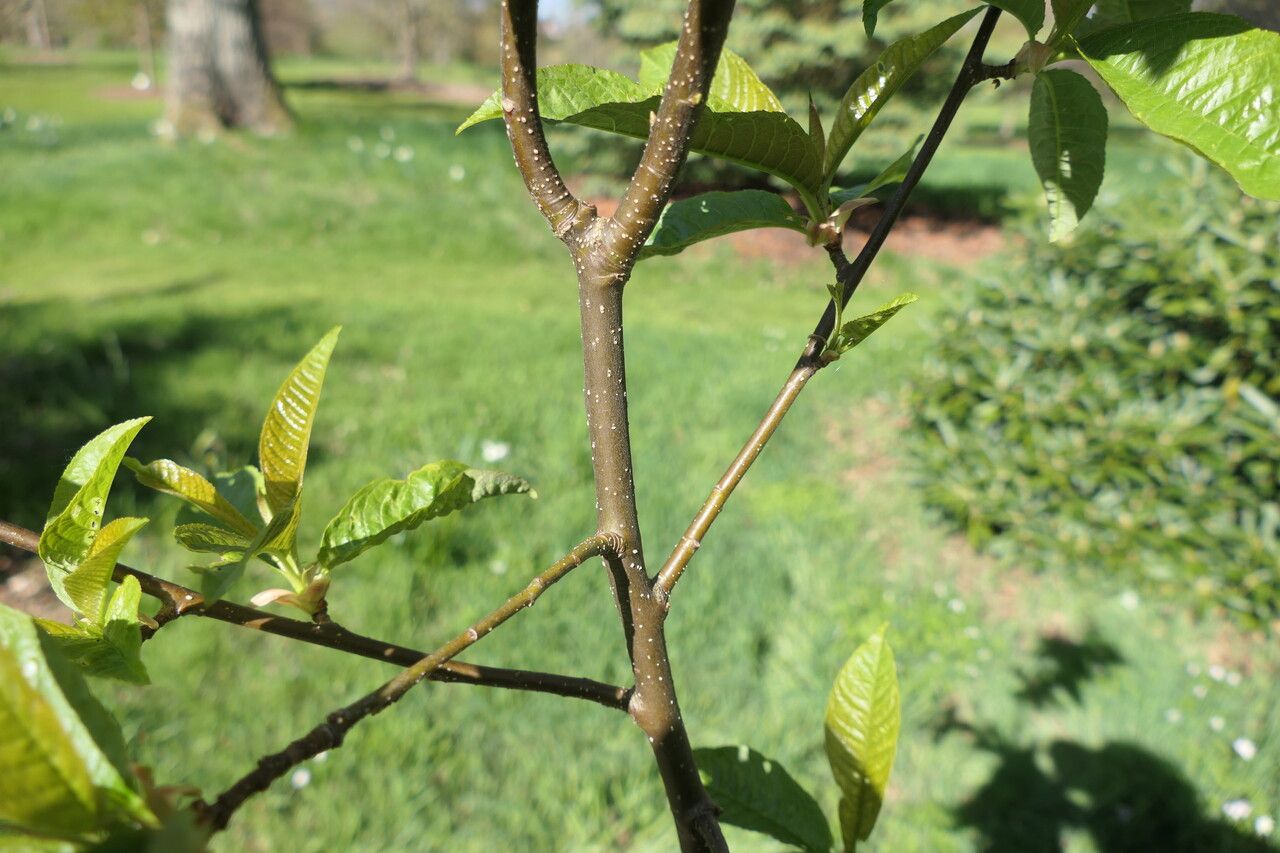 Prunus napaulensis bark