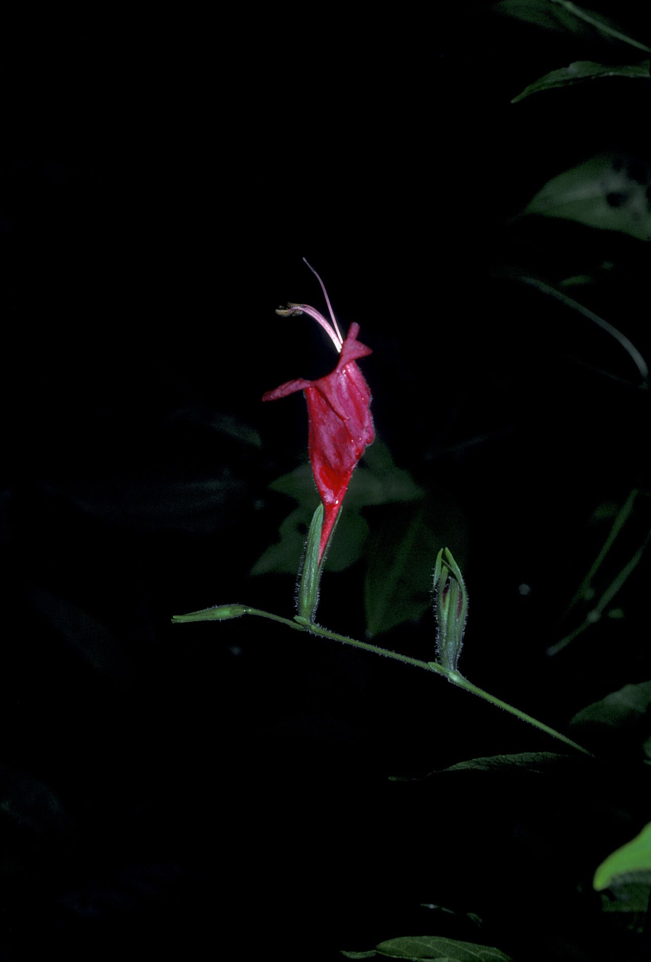 Ruellia inflata — search result for 'Ruellia'