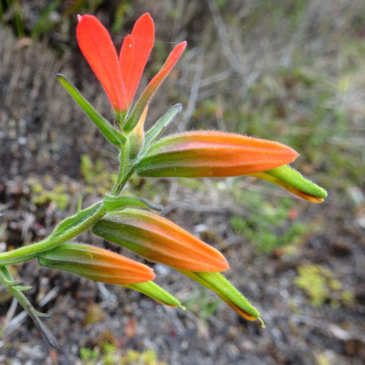 Castilleja integrifolia flower