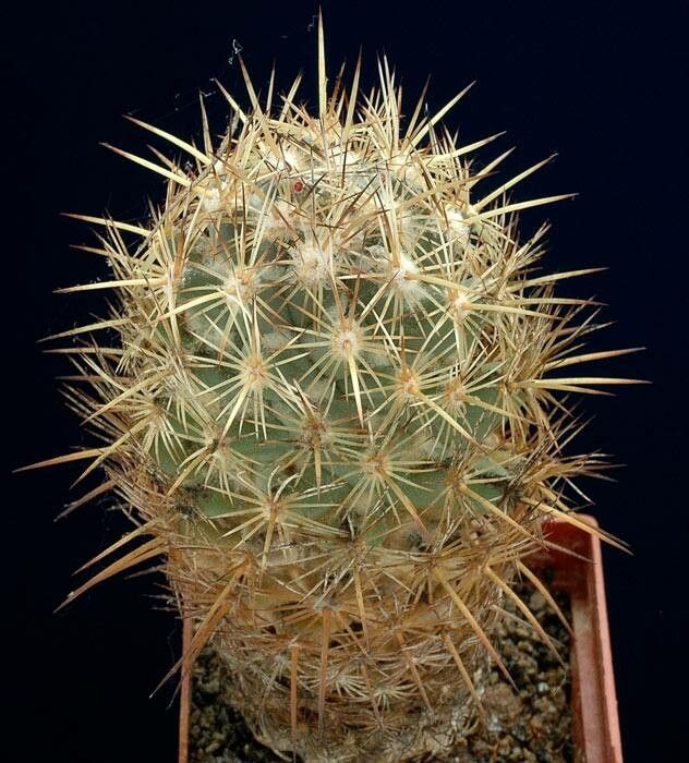 Coryphantha glanduligera — search result for 'Coryphantha'