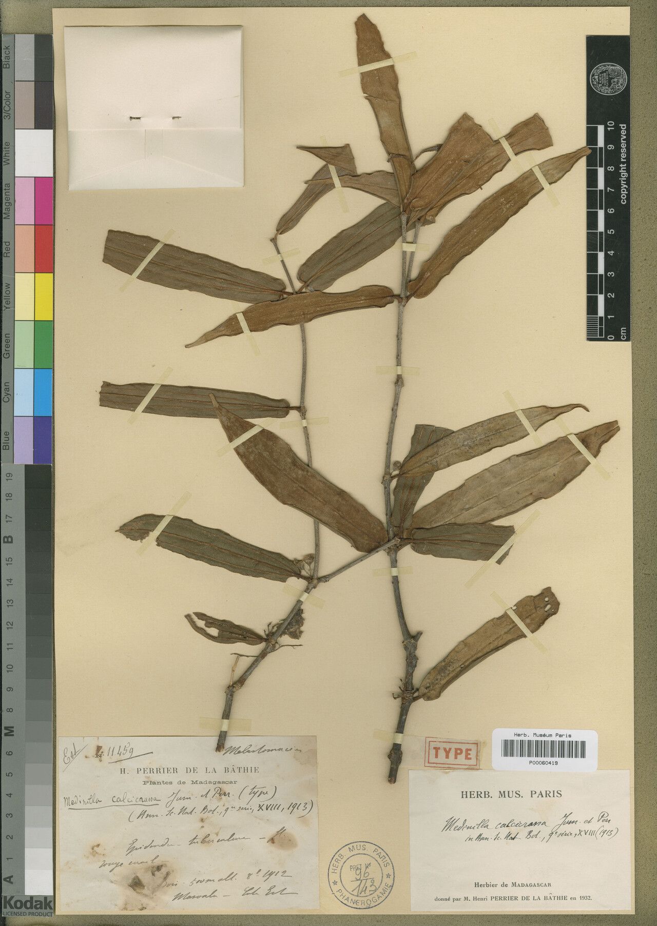 Medinilla calcicrassa — search result for 'Medinilla'