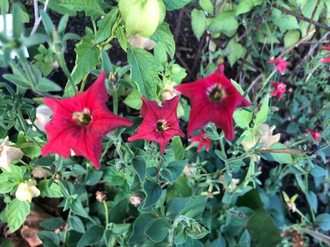 Petunia exserta flower