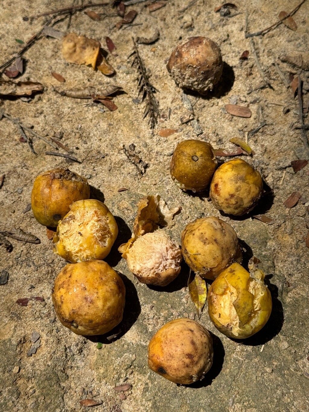 Spondias macrocarpa — related species from the same genus