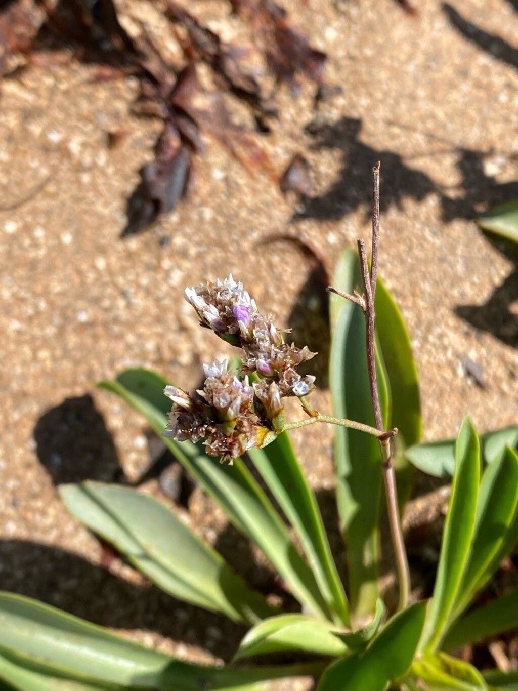 Limonium bollei flower