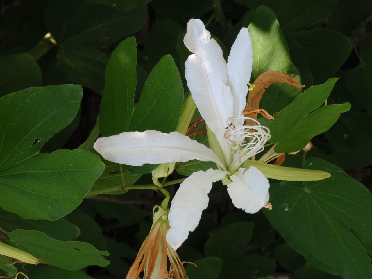 Bauhinia forficata flower