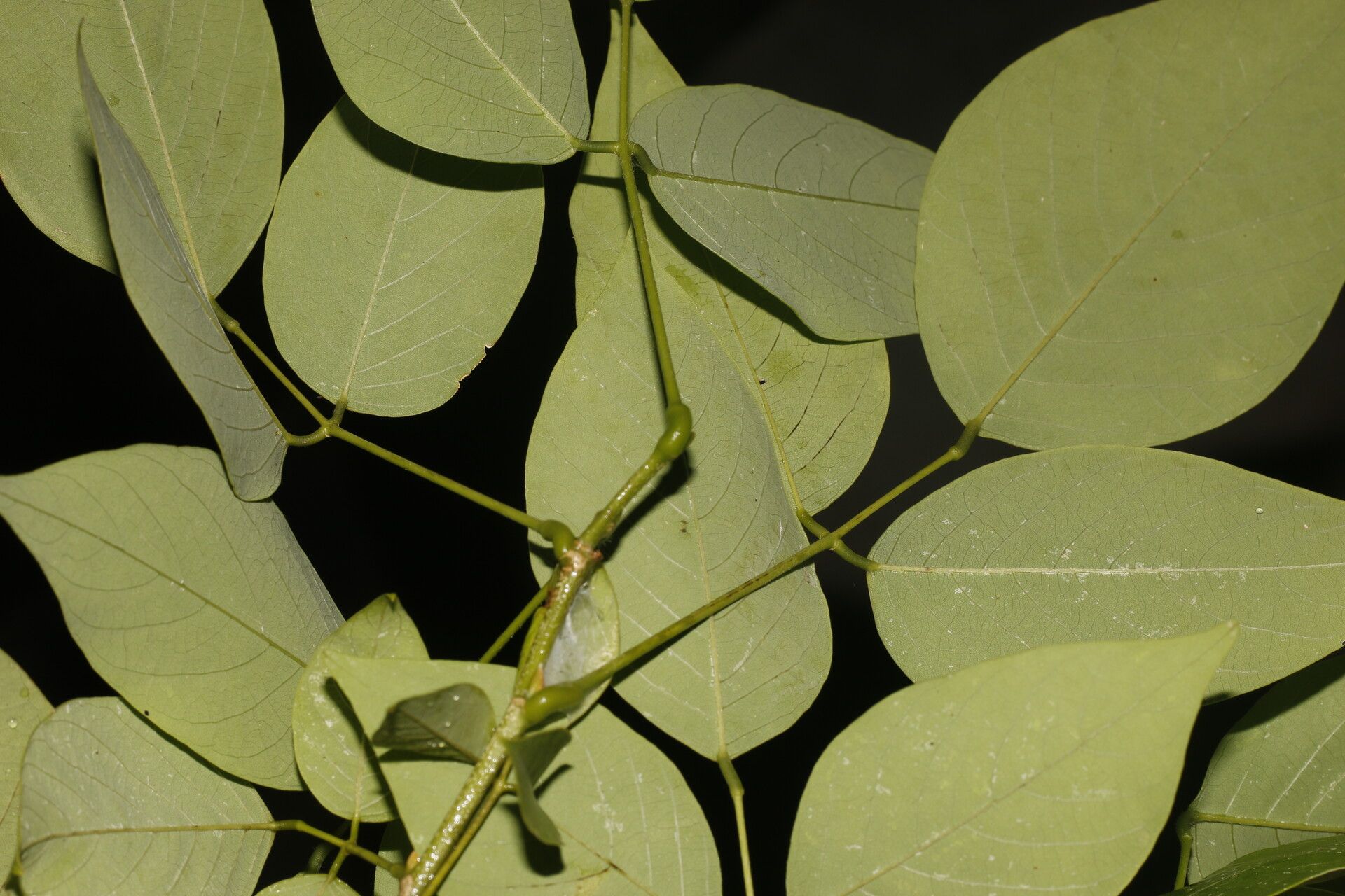 Clitoria glaberrima — houseplant care guide