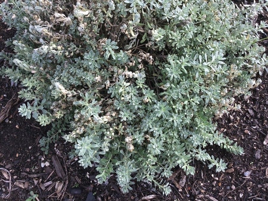 Ptilotrichum spinosum — houseplant care guide